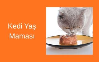 Kedi Yaş Mama