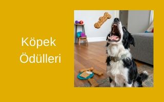 Köpek Ödülü