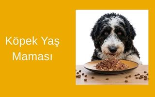 Köpek Yaş Mama